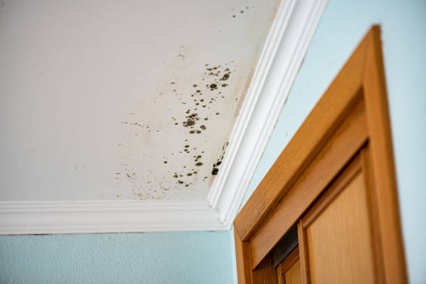 Best Emergency Mold Removal  in Ashwaubenon, WI